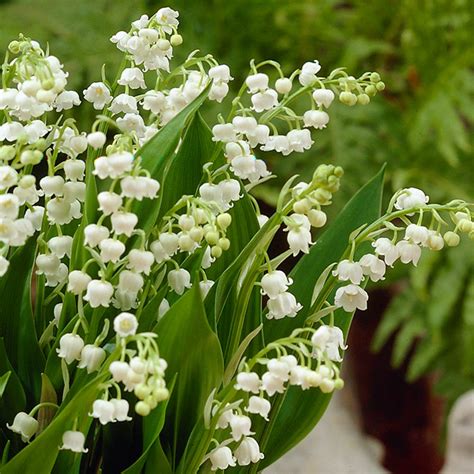 Lily Of The Valley Mirror Garden Offers