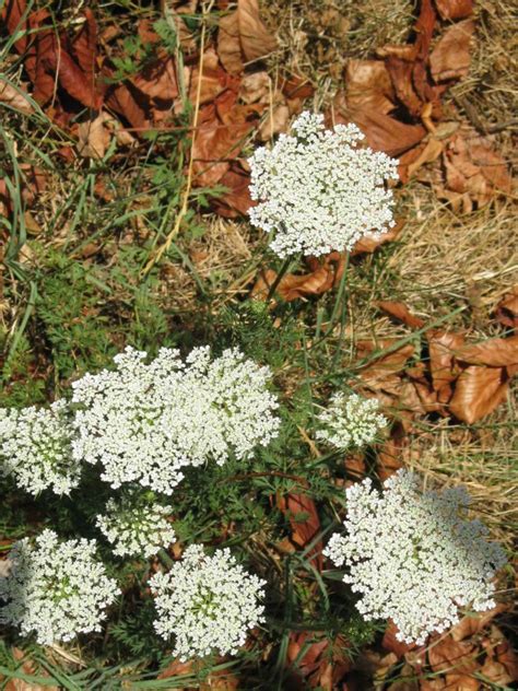 Queen Annes Lace A Roadside Beauty Friesner Herbarium Blog About Indiana Plants