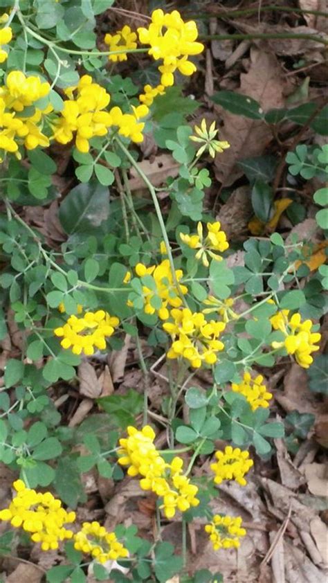 Coronilla Valentina Scorpion Vetch Picture Detail