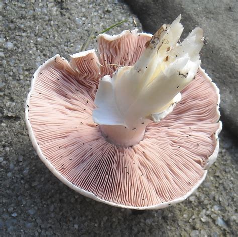 Identifying A Field Mushroom Tall Trees And Mushrooms