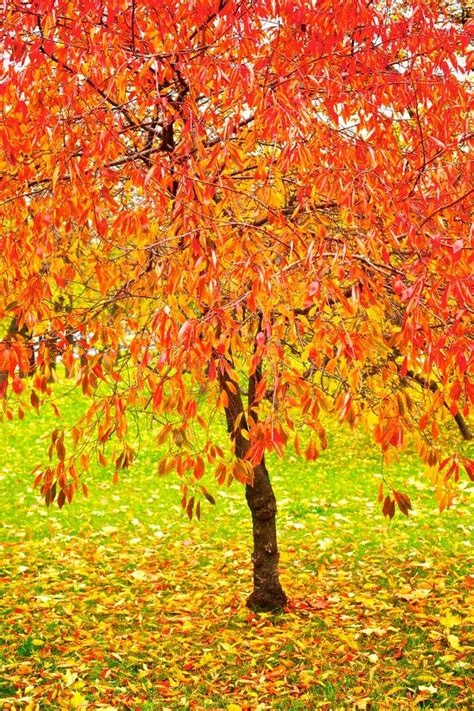 Bright Red Fall Leaves Stock Photo Image Of Gardens 14794010