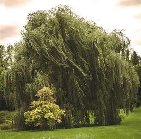 Tree Of The Month Golden Weeping Willow