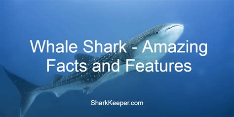 Whale Shark Amazing Facts And Features Shark Keeper