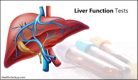 High Globulin In Liver Function Test Causes Symptoms Remedies