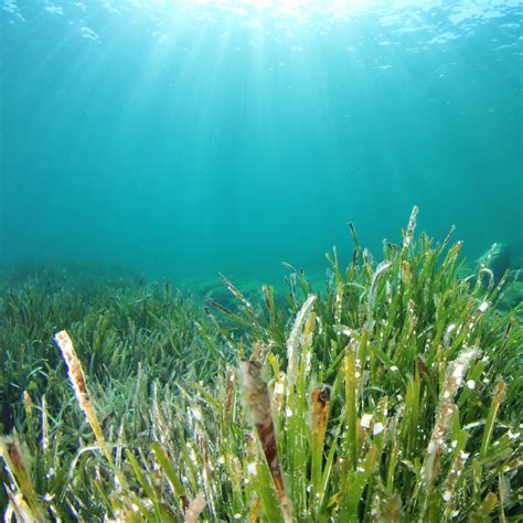 Why Are Seagrass Meadows Underwater Heroes Oceanwatch Australia