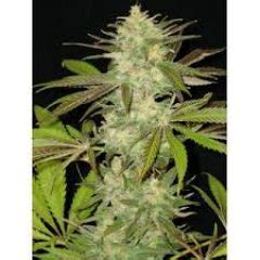 Information is available in english and spanish. BerlinWeed.Net - Kaufen Sie das beste Marihuana in ...