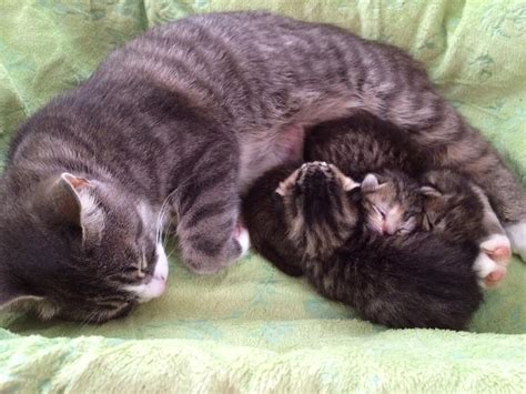 Grieving Mama Cat Who Lost All Three Babies Matched With Three
