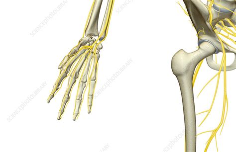 The Nerves Of The Hip Stock Image F0018394 Science Photo Library