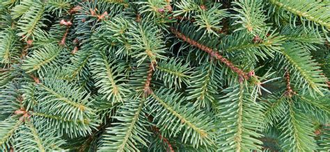 Balsam Fir Essential Oil Uses And Benefits Aromaweb