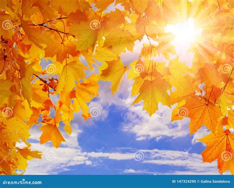 Colorful Autumn Leaves Against The Blue Sky Sun And Clouds Place For