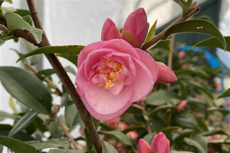 Camellia X ‘our Melissa Piedmont Carolina Nursery