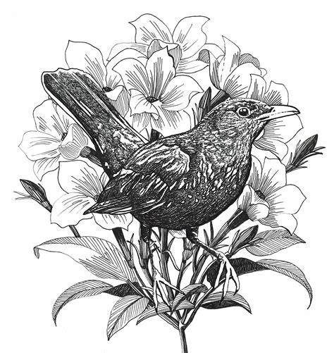 Blackbird Coloring Page Coloring Pages