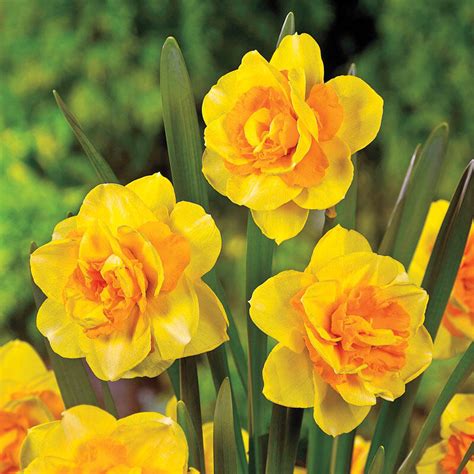 Double Beauty Daffodil Brecks Premium Bulbs