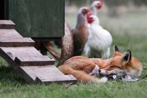 The Foxes That Guarded The Henhouse