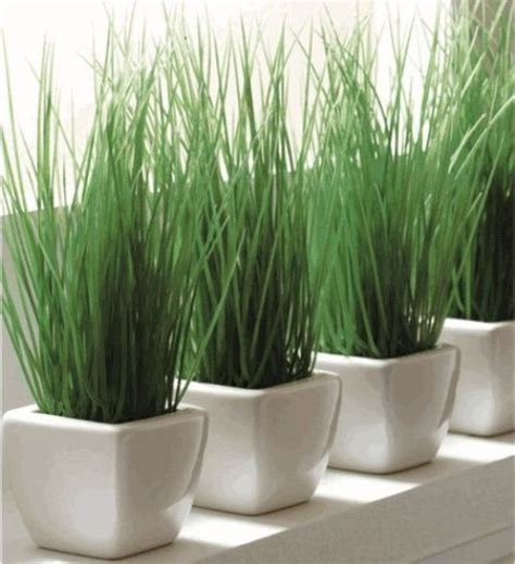29 Fresh Wheatgrass Home Décor Ideas To Try In Spring Digsdigs