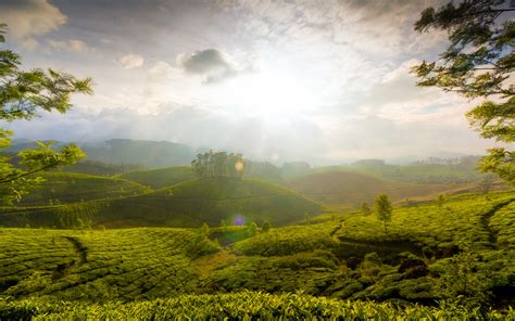 Daily Wallpaper Hills Of Munnar India I Like To Waste My Time
