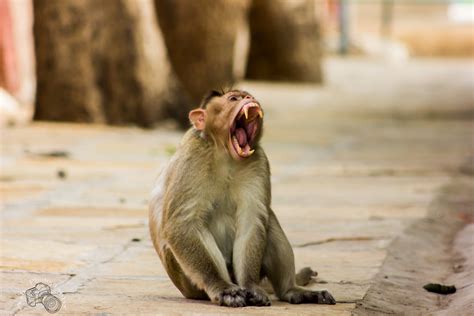 Indian Monkey A Monkey Is A Primate Of The Haplorrhini Sub Flickr