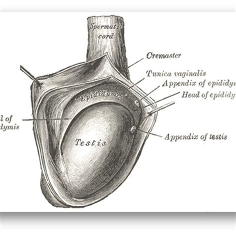 Testicular Anatomy Diagram