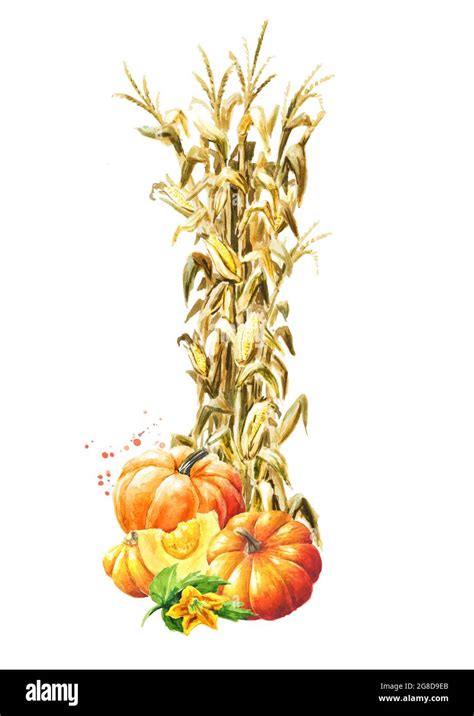 Autumn Decoration Made Of Dried Corn Stalks And Ripe Pumpkins Hand