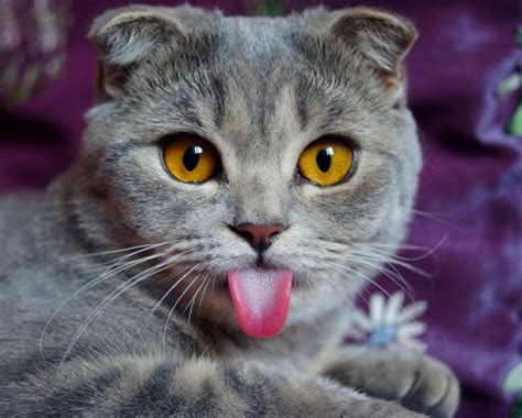 Why Do Cats Stick Their Tongues Out Secrets From Experts