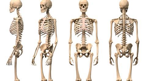 Cuántos Huesos tiene el Cuerpo Humano Cómo se llaman Educación para Niños