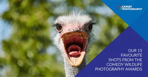 Best Shots From Comedy Wildlife Photography Awards