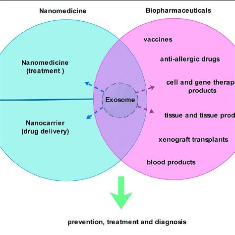 MSC Exosomes As Nanomedicine Most Of The MSC Exosome Research Is In