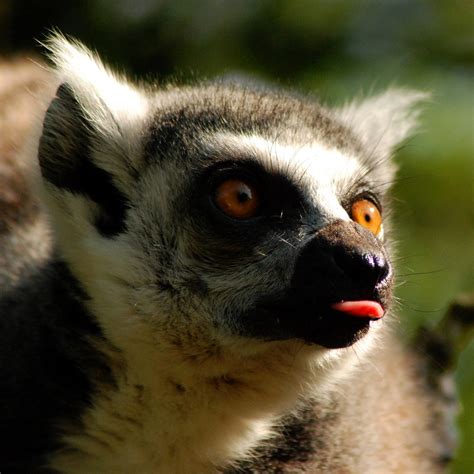 Lemur Tongue South Lakes Animal Park Saxman1597 Flickr