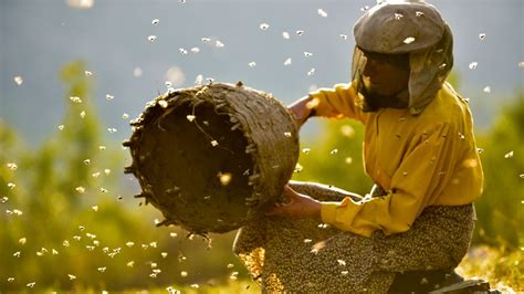 Honeyland Life Lessons From Europes Last Wild Beekeeper Bbc News