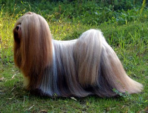 Top 10 Animals With Beautiful Hair The Mysterious World