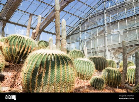 Group Of Succulents And Cactus Growing Stock Photo Stock Photo Alamy