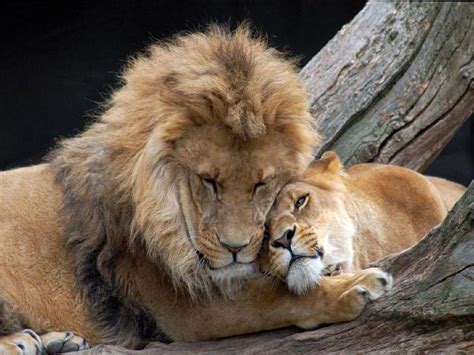 Leones Enamorados Lion Pictures Animal Pictures Lion And Lioness