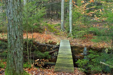 Free Picture Leaf Wood Bridge National Park Landscape