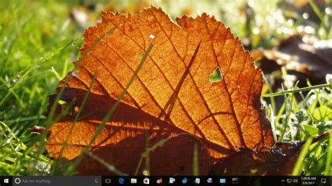 Download Autumn Leaves Theme For Windows 10 8 And 7