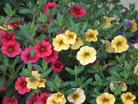 Maybe you would like to learn more about one of these? Annual Flowers for Shade & Best Annuals - Country Farms ...