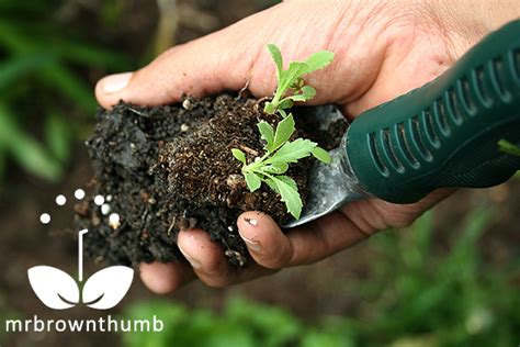 They're right up there with lisianthus, eucalyptus and snapdragons as far as taking forever from seed first fill up your new containers with potting mix. Poppy seedlings transplanting | Seedlings, Planting herbs ...