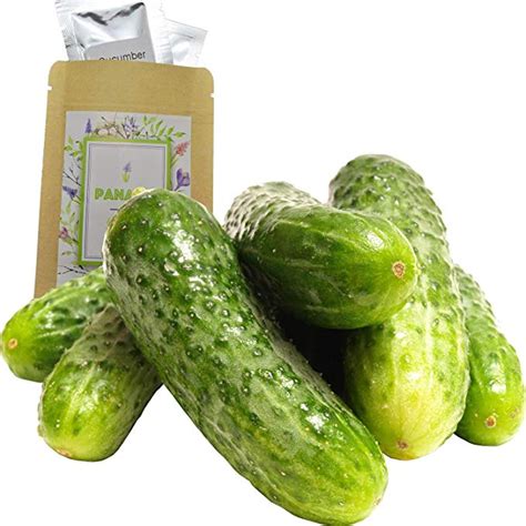 Home And Garden Non Gmo Ashley Cucumber Garden Seeds Heirloom Vegetable