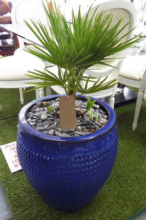 Potted Palm Trees A Pair 92cm H