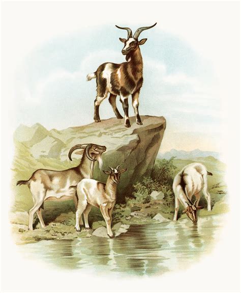 Free Vintage Goat Cliparts Download Free Vintage Goat Cliparts Png