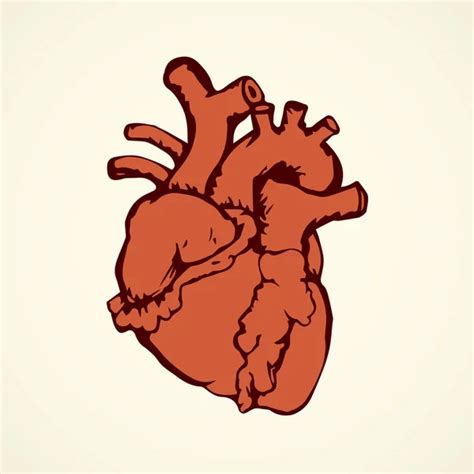 Vector Illustration Human Heart Stock Vector Image By ©mariia206 277992186