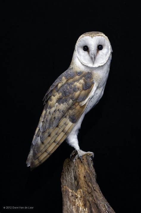 Barn Owl Profile Owl Barn Owl Owl Pictures