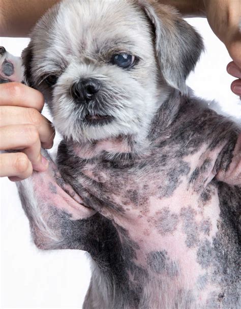 Black Spots On Dog Skin Pictures And Vet Advice