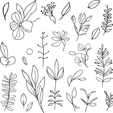 Simple Botanical Line Drawing Simple Botanical Flower Drawings Easy