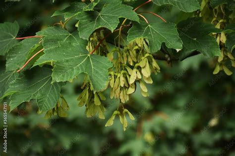 Branches With Seeds And Leaves Of Acer Pseudoplatanus Tree Known As
