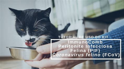 Tutorial De Uso Do Kit ImmunoComb Peritonite Infecciosa Felina PIF