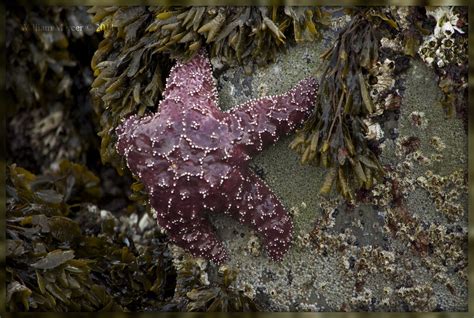 Stargazing Explored Best Position 327 Purple Ochre Sea Flickr