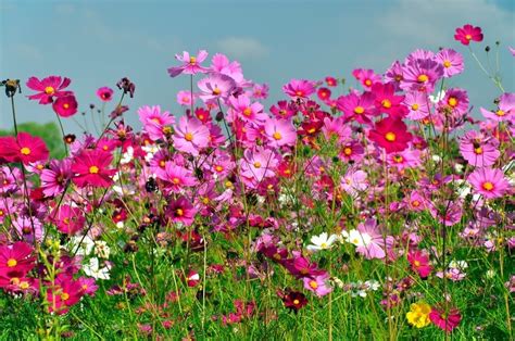 Cosmos Flower Field With Blue Sky Stock Image Colourbox