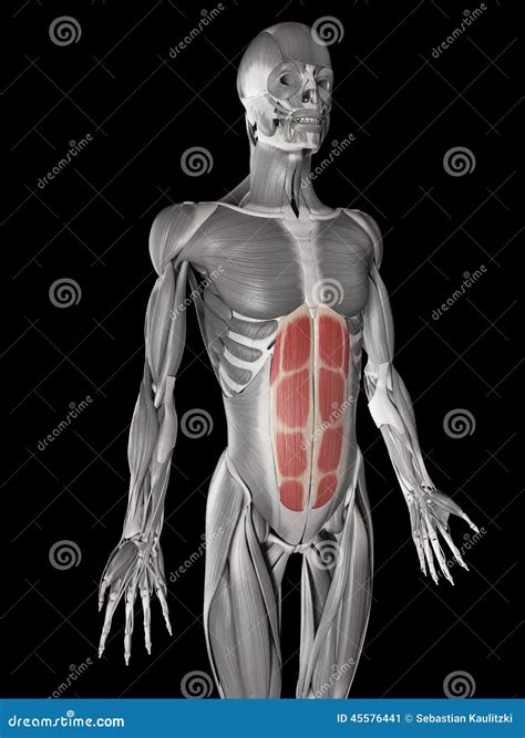 The Rectus Abdominis Stock Illustration Illustration Of Physiology