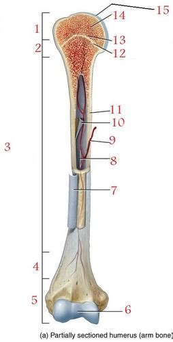 Which bones compose the orbital rim? Ch. 6 Long Bone Anatomy flashcards | Quizlet