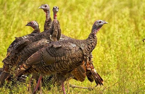Wild Turkey Description Habitat Image Diet And Interesting Facts